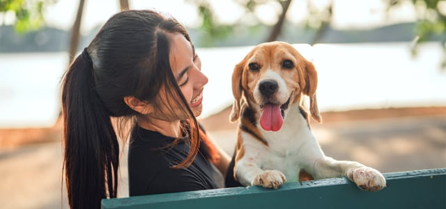 Beagle with tongue out sitting on owners lap in front of a beach