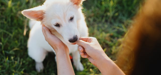 a white dog sitting on grass being fed by owner