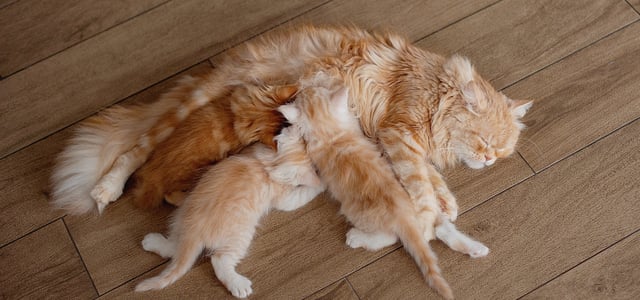 ginger kittens feeding off their mother