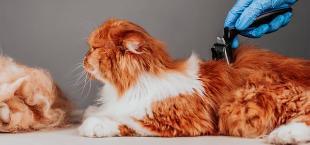 Ginger and white furry cat being groomed with Furminator
