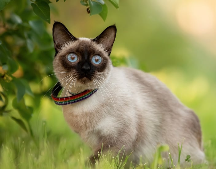 A Siamese cat sitting on grass.