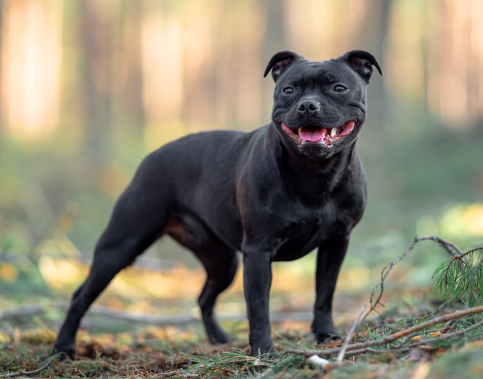 A black staffordshire bull terrier standing among branches in a forest.