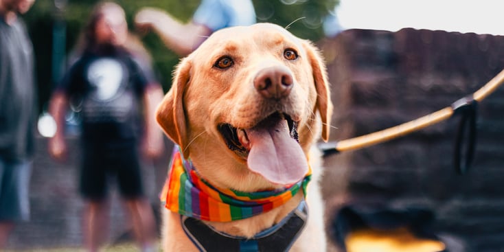 A labrador wearing a rainbow bandana.
