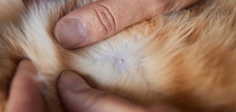 a close up of a cat skin tag