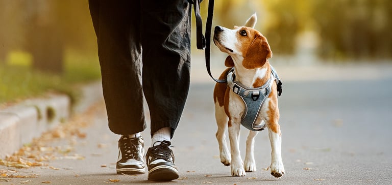 A beagle looking up at their owner on a walk.