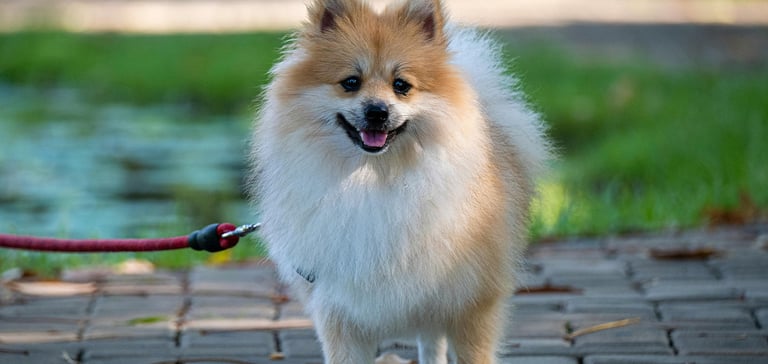 Pomeranian standing on pavement on a lead
