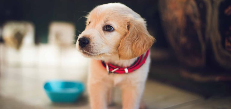Puppy waking up after first night
