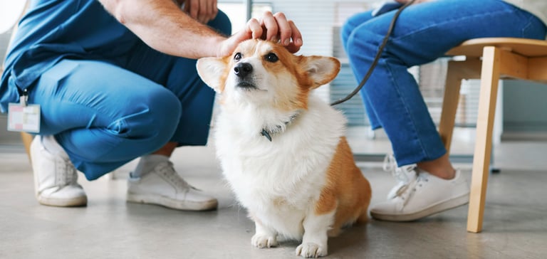 Corgi being stroked at the vet