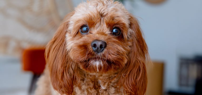 A close up image of a brown Maltipoo.