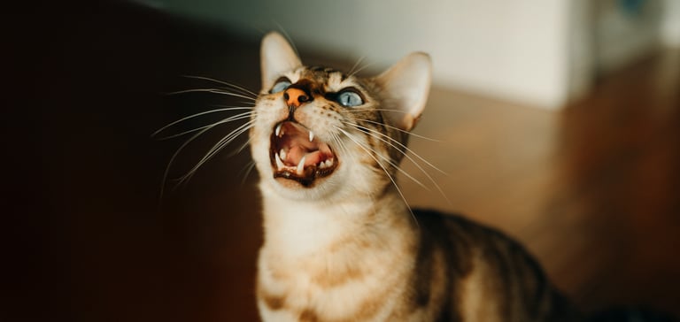 A bengal cat meowing.