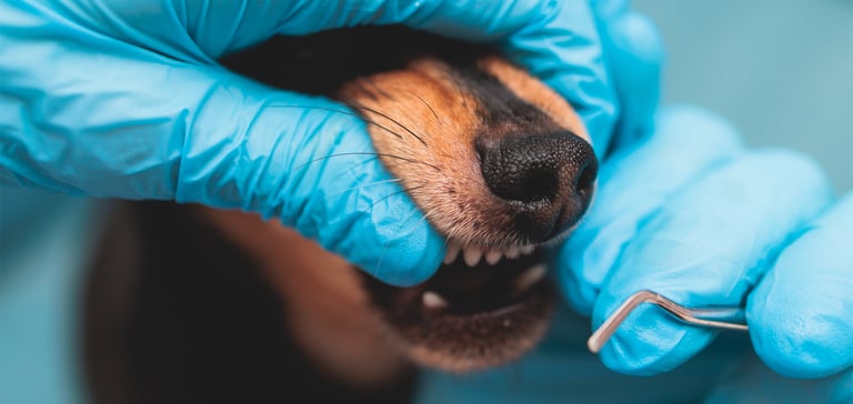 A dog about to have his teeth cleaned.
