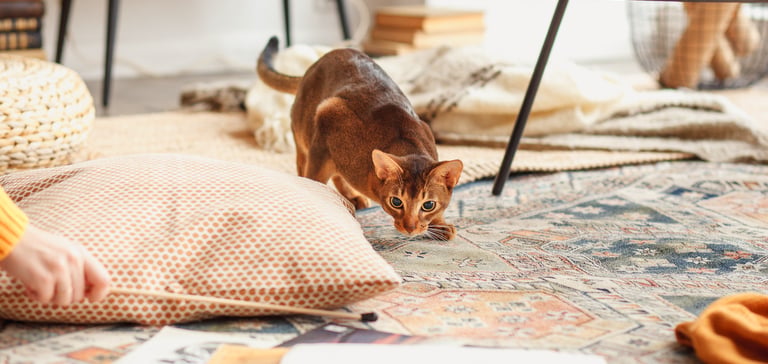 A ginger kitten playing indoors.