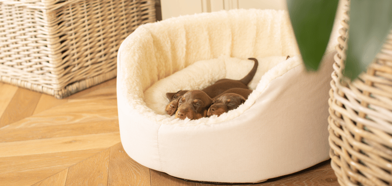 3 dogs asleep in a lords and labradors bed