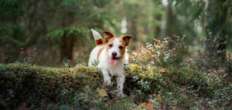 A jack russell jumping over a log.