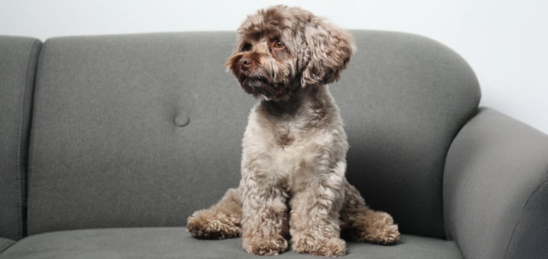 Grey maltipoo sitting on grey couch