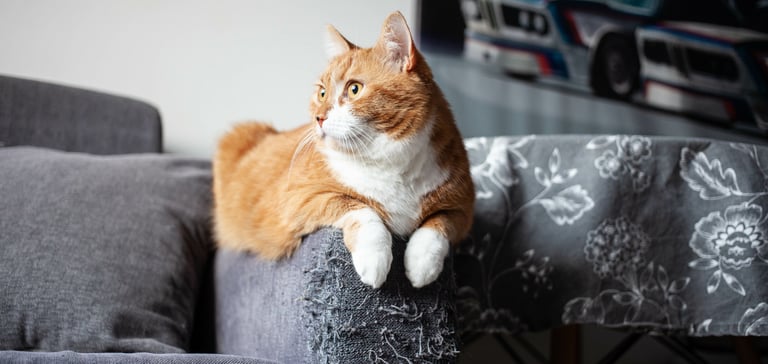 An orange and white cat sitting on the arm of a couch.