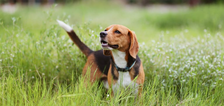 A beagle standing in grass.