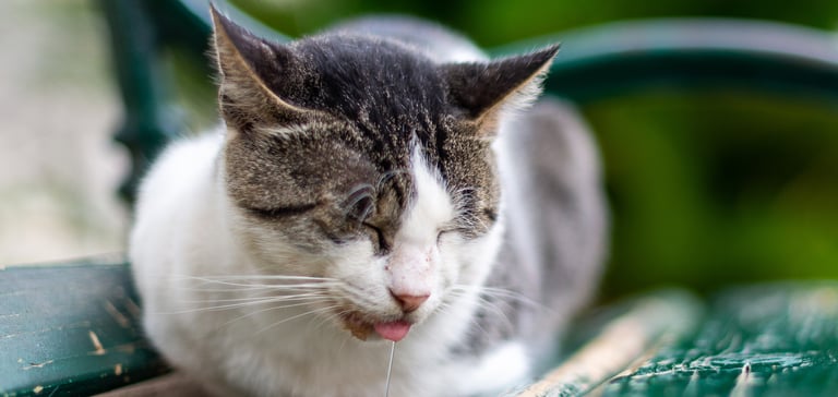 a cat laying on a bench and drooling