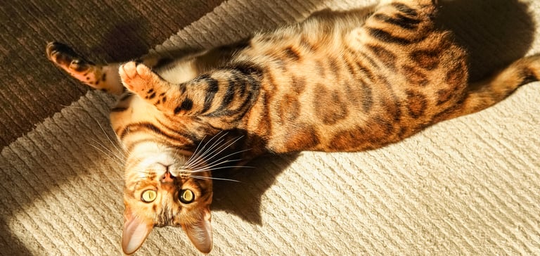 A bengal cat laying down in the sun.