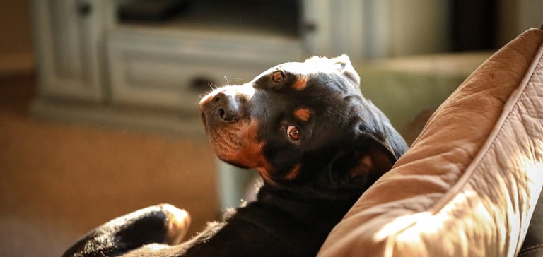 A dog sitting on a sofa and looking back up.