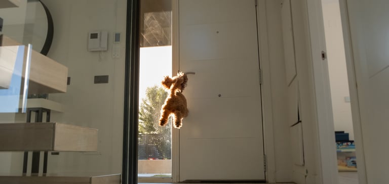 A Cockapoo jumping to bite a door handle.