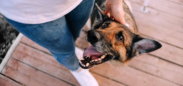 a dog with mouth open looking up happy at it's owner stroking it's head