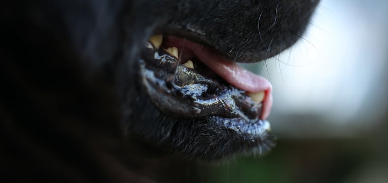 A close up of a dog's mouth.