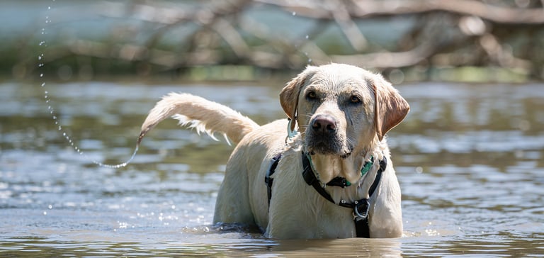 A labrador swishing his tail in water.