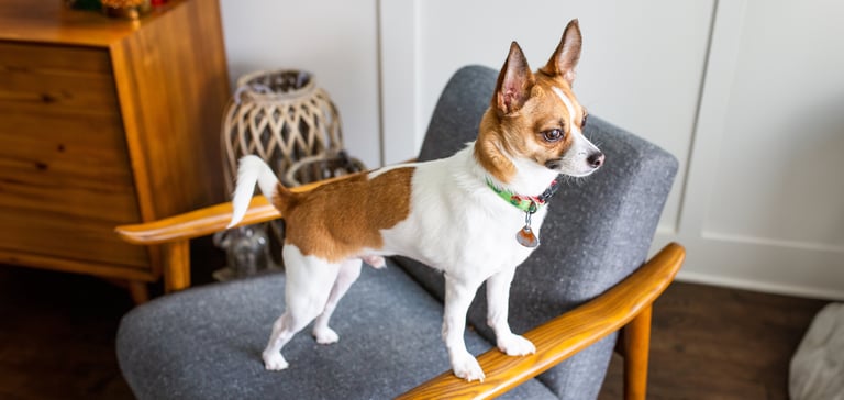A Jack Chi (cross between a jack russell and chihuahua standing on the arm of a chair to look out of the window