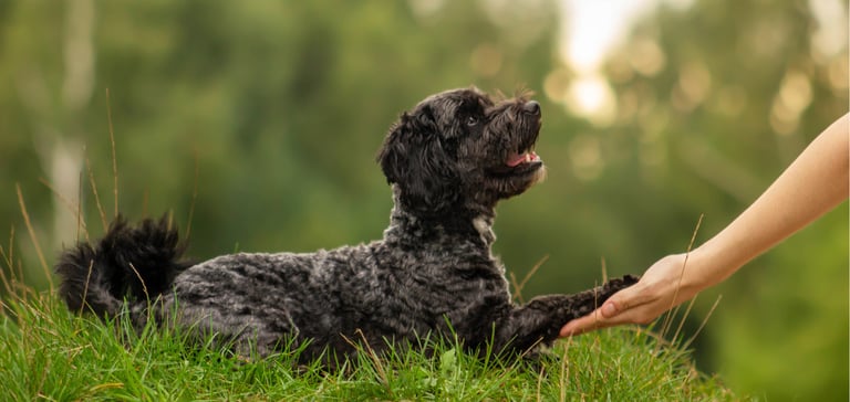 Black maltipoo giving paw to owner outside
