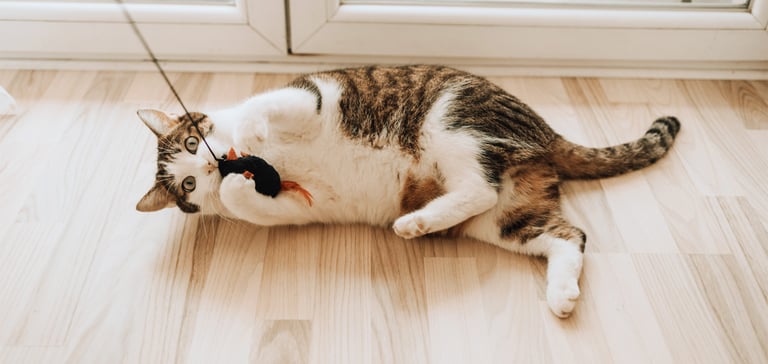 a cat laying on the floor playing with a toy on a string.
