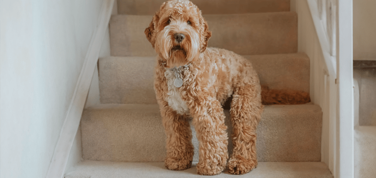 cockapoo with their new haircut