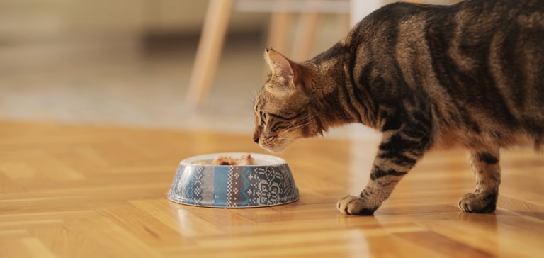 A cat about to eat from a bowl.