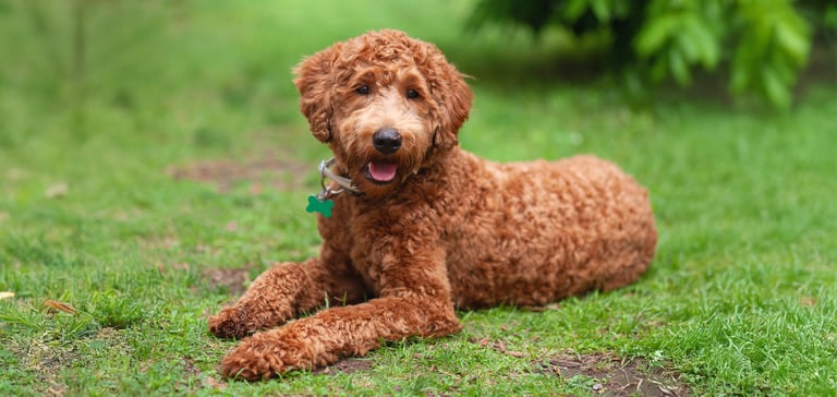 Cute brown labradoodle lying down on the grass. Portrait of a chocolate curly hair labradoodle dog outside, looking at the camera.