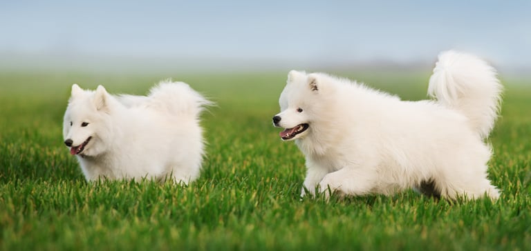 Two samoyeds happily running in grass.