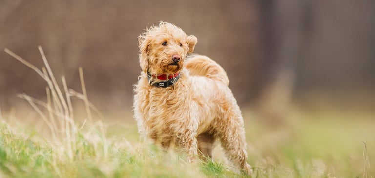 A labradoodle stood in a field.