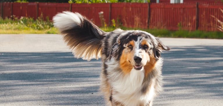 A dog walking down a road.
