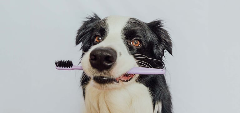 Dog toothbrush and toothpaste with Dog holding tooth brush in mouth