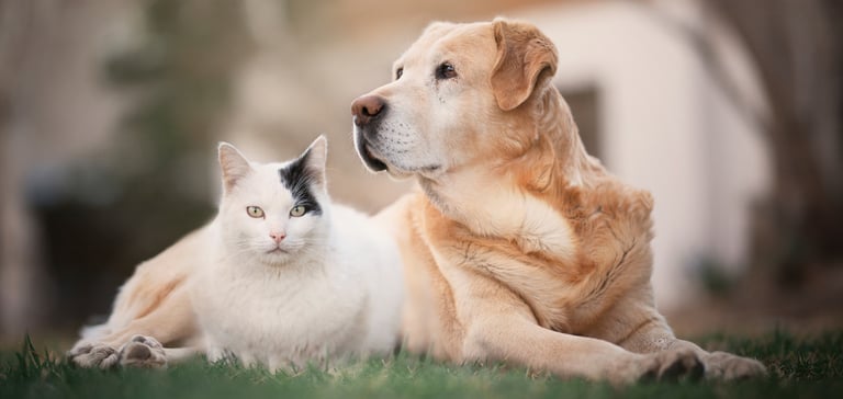 A black and white cat sitting on grass next to a labrador.