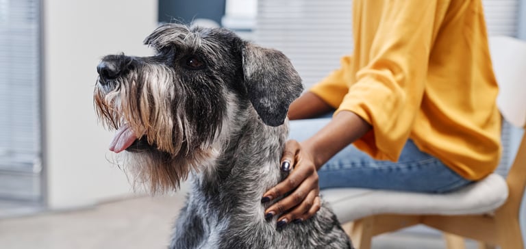 Giant Schnauzer being stroked by owner at the vet