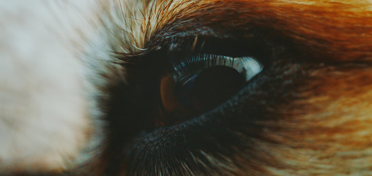 close up of dogs eye