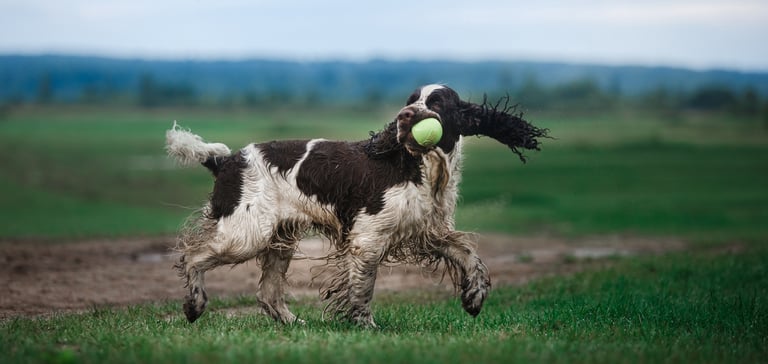 A Cocker Spaniel running with a tennis ball in his mouth.