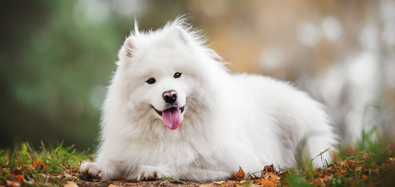 A samoyed laying down on the floor.