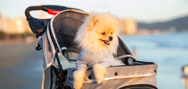 A Pomeranian poking out of a pram at golden hour.