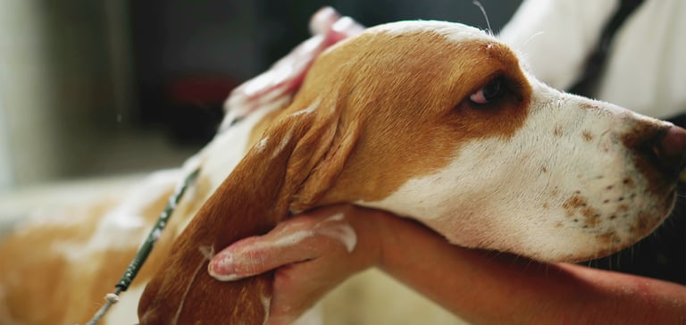 A close up shot of a beagle being washed.