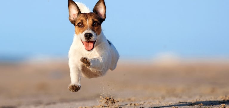 Jack Russell with pointed ears running in the air