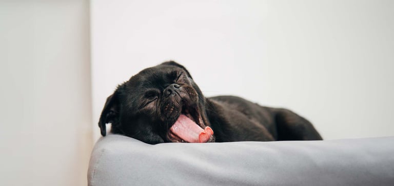 Puppy first night at home, yawning on bed