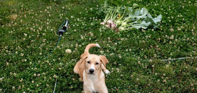 a dog laying on grass in front of a patch of turnips