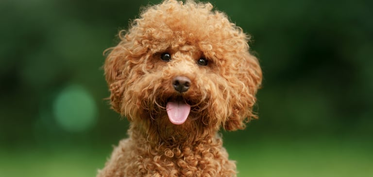maltipoo looking a camera with tongue out