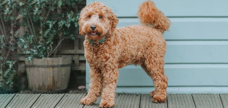 A cute cockapoo with a new haircut